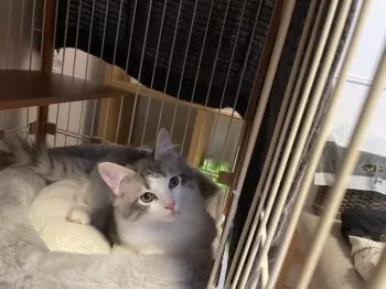 H.S 様のお迎えした子猫