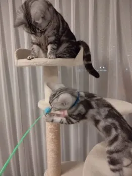 マリー 様のお迎えした子猫