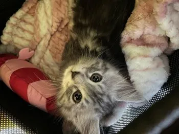 Ｋ 様のお迎えした子猫