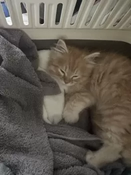 Y・5 様のお迎えした子猫
