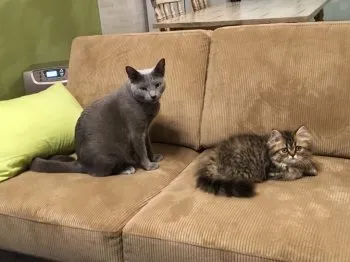 そら 様のお迎えした子猫