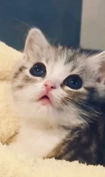 Rayureママ 様のお迎えした子猫