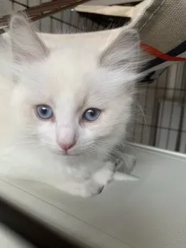 blackrock 様のお迎えした子猫