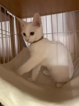 齋藤 様のお迎えした子猫