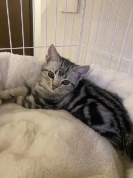 T.K 様のお迎えした子猫