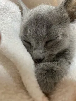 イソ 様のお迎えした子猫