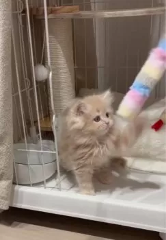 M.T 様のお迎えした子猫