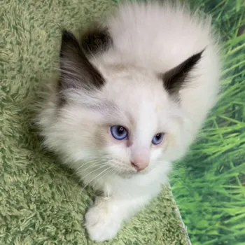 じゅん 様のお迎えした子猫