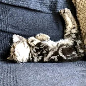 バンマサ 様のお迎えした子猫