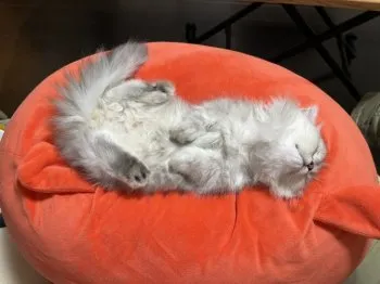 CST 様のお迎えした子猫