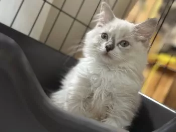 T.S 様のお迎えした子猫