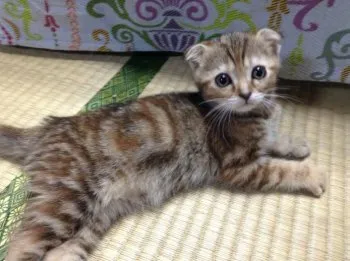 mugimugi 様のお迎えした子猫