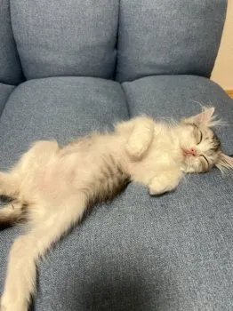 Y.S 様のお迎えした子猫