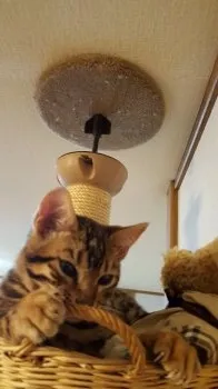 レオンとクレアのおかあさん 様のお迎えした子猫