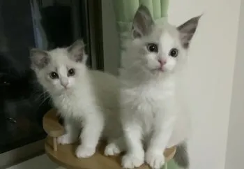 S.A 様のお迎えした子猫