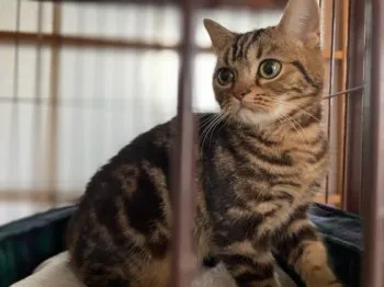 そら 様のお迎えした子猫