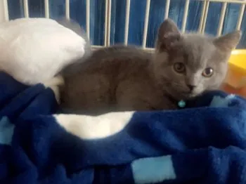 えぴ 様のお迎えした子猫