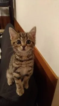 らら 様のお迎えした子猫
