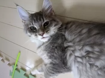 S.M 様のお迎えした子猫