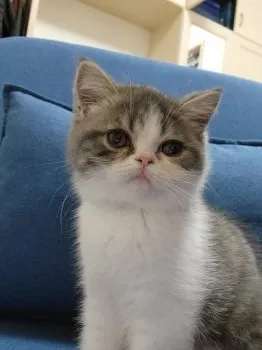 シルキー 様のお迎えした子猫