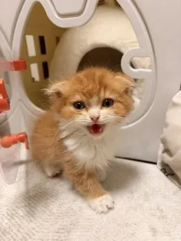 チーナッツ 様のお迎えした子猫