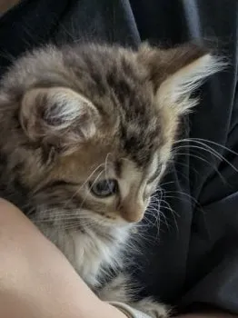 T.K 様のお迎えした子猫