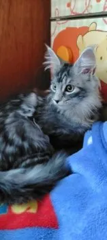 サヤココ 様のお迎えした子猫