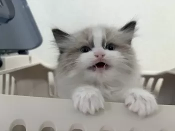 789-kun 様のお迎えした子猫