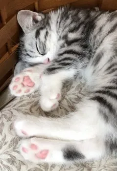5150 様のお迎えした子猫