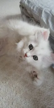 R.M 様のお迎えした子猫