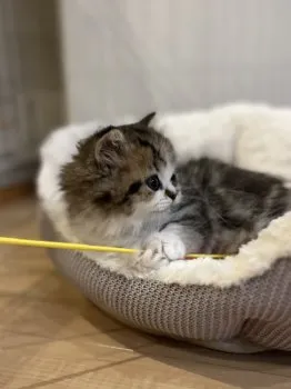 なおみ 様のお迎えした子猫