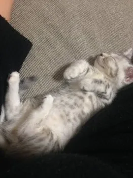 ごっちん 様のお迎えした子猫