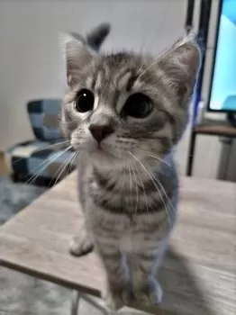 ポン太 様のお迎えした子猫