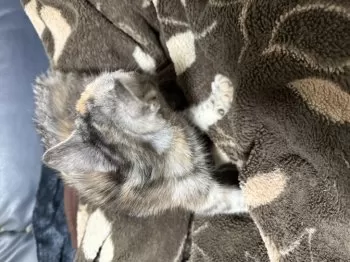 Y.I 様のお迎えした子猫