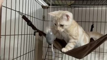 A.O 様のお迎えした子猫