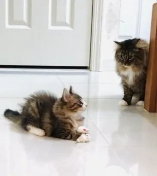 みー 様のお迎えした子猫