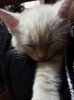 Deep 様のお迎えした子猫