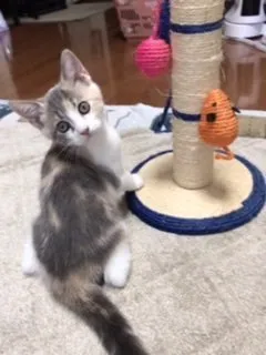 Chamo 様のお迎えした子猫