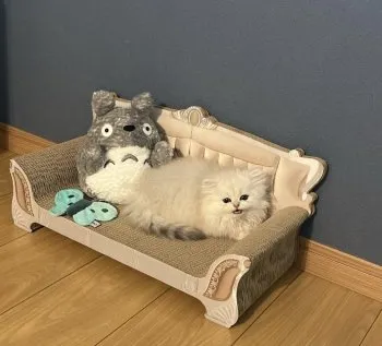 ちょこた 様のお迎えした子猫