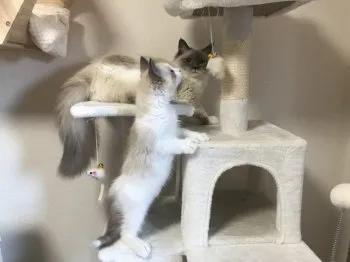 Y.H 様のお迎えした子猫