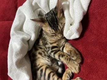 ハッサン 様のお迎えした子猫