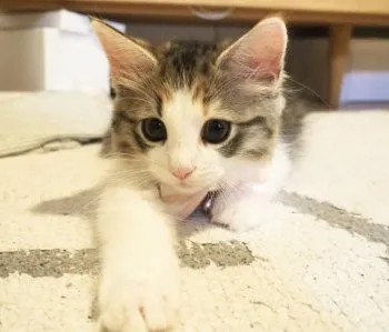 mo 様のお迎えした子猫