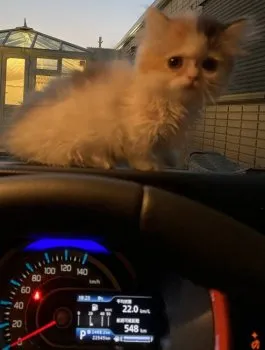 M.O 様のお迎えした子猫