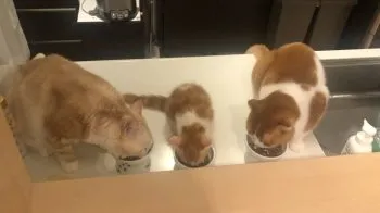C.K 様のお迎えした子猫