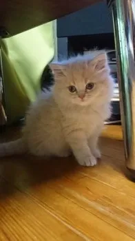 ソムまま 様のお迎えした子猫