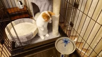 すぐるん 様のお迎えした子猫