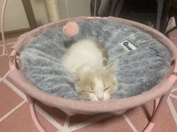 C.S 様のお迎えした子猫