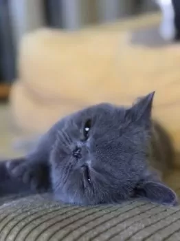 R.T 様のお迎えした子猫