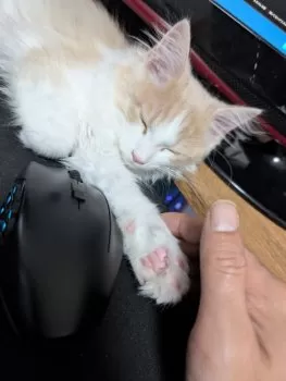 アイラ 様のお迎えした子猫