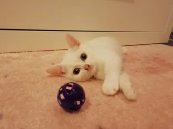 エッティ 様のお迎えした子猫